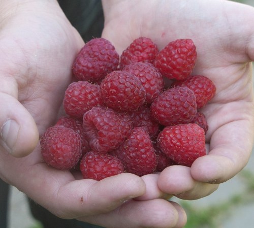 Raspberries